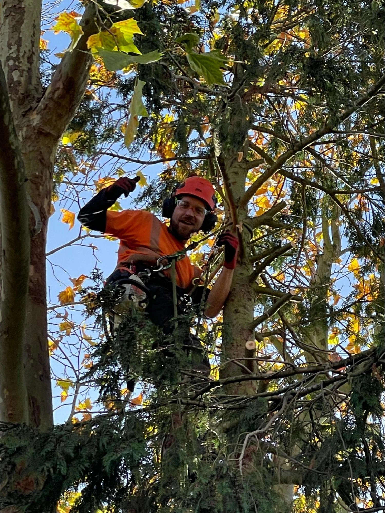 Stanford-le-Hope Tree Care Experts